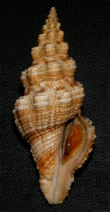 Knefastia hilli Petuch, 1990 ; family Pseudomelatomidae; Panama photo