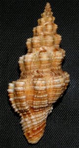 Knefastia hilli Petuch, 1990 ; family Pseudomelatomidae; Panama photo