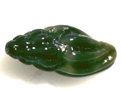 Mangelia callosa (Nordsieck, 1977) ; Aegean Sea, Turkey