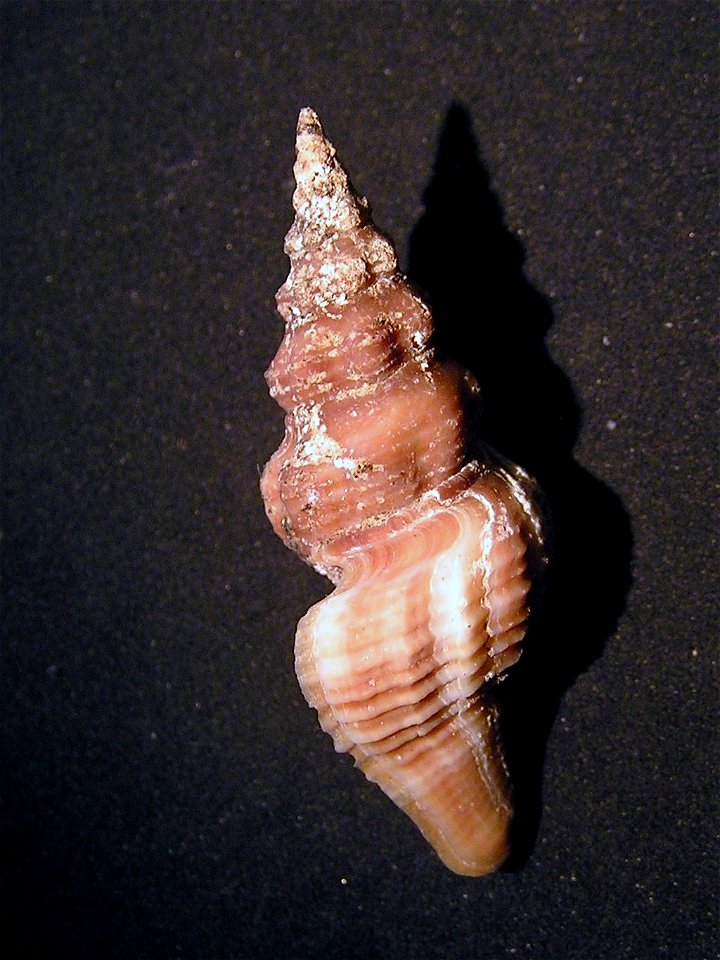 Knefastia olivacea (Sowerby I, 1834) ; family Pseudomelatomidae; Panama