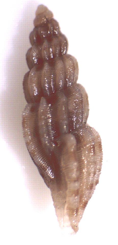 Mangelia multilineolata (Deshayes, 1835) ; Mediterranean Sea, Spain