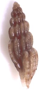 Mangelia multilineolata (Deshayes, 1835) ; Mediterranean Sea, Spain