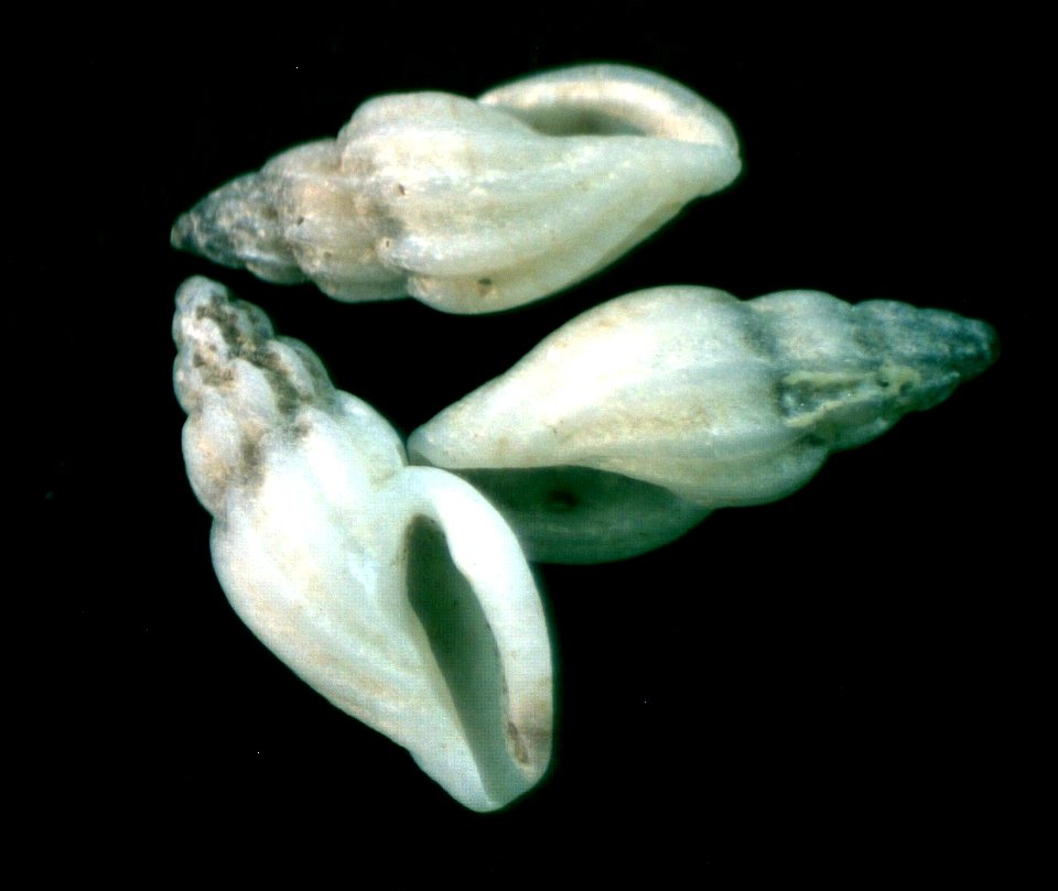 Mangelia paciniana (Calcara, 1839) : family Mangeliidae