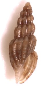 Mangelia multilineolata (Deshayes, 1835) ; Mediterranean Sea, Spain