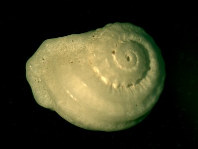 Munditia subquadrata (Tenison-Woods, 1878), a sea snail from the family Liotiidae; South Australia photo