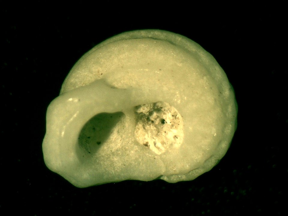 Munditia subquadrata (Tenison-Woods, 1878), a sea snail in the family Liotiidae; South Australia