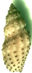 Pseudodaphnella granicostata (synonym: Philbertia granicostata L. A. Reeve, 1846), a cone snail from the family Raphitomidae; Philippines