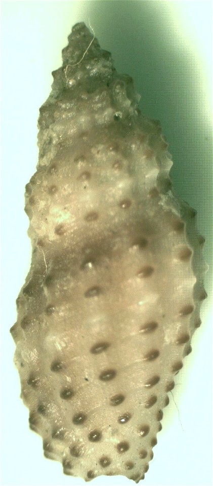 Pseudodaphnella granicostata (Reeve, 1846) (syn.: Philbertia granicostata) ; family Raphitomidae; the Philippines
