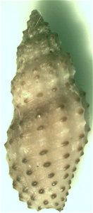 Pseudodaphnella granicostata (Reeve, 1846) (syn.: Philbertia granicostata) ; family Raphitomidae; the Philippines photo