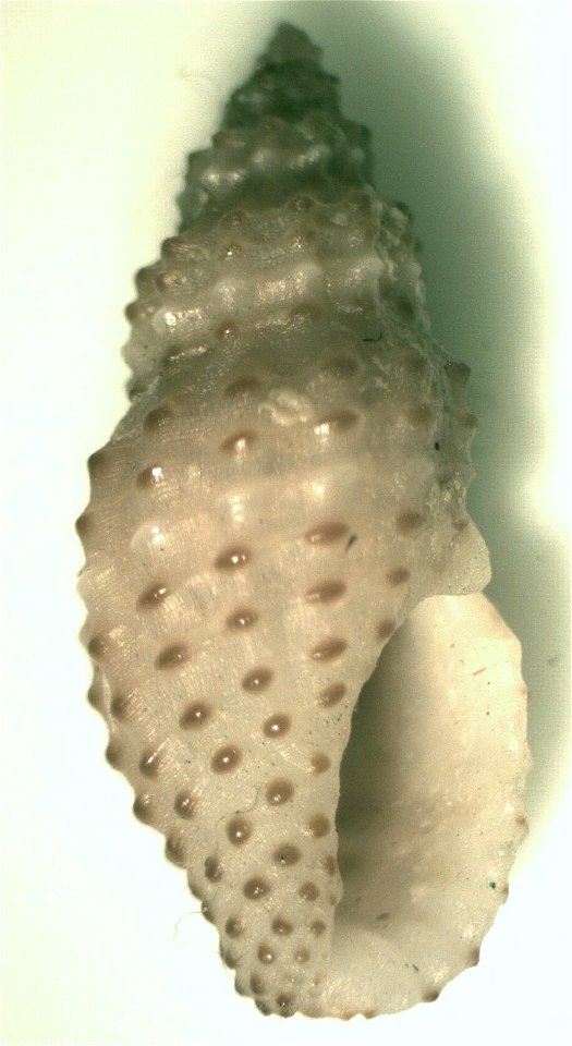 Pseudodaphnella granicostata (Reeve, 1846) (syn.: Philbertia granicostata) ; family Raphitomidae; the Philippines