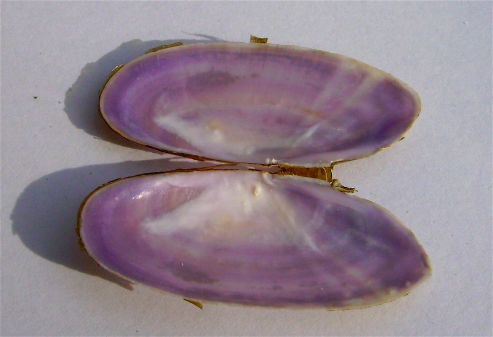 Soletellina nitida (shining sunset shell) Takapuna (inside view)