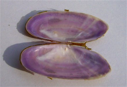 Soletellina nitida (shining sunset shell) Takapuna (inside view) photo