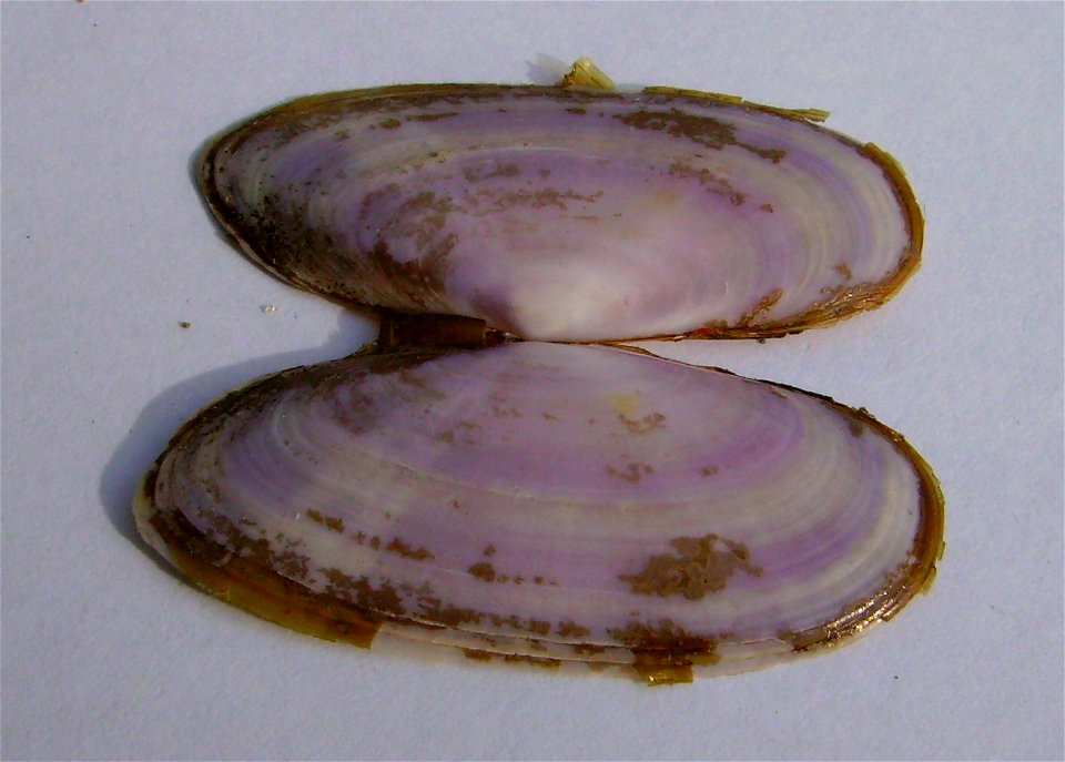 Soletellina nitida (shining sunset shell) Takapuna