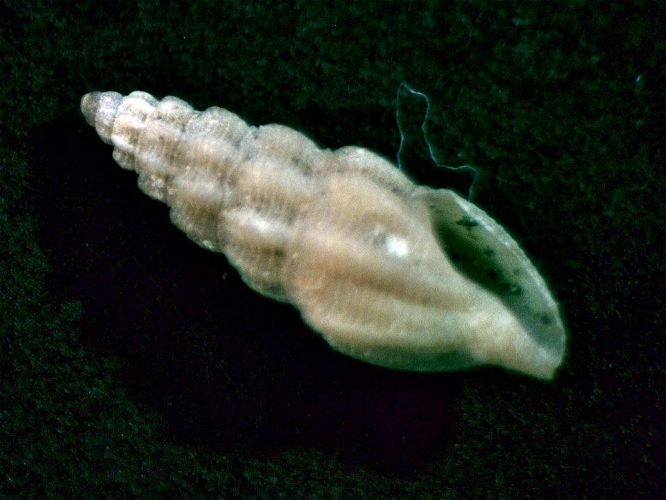 Sorgenfreispira brachystoma (Philippi, 1844)  (synonym: Bela brachystoma (Philippi, 1844) ), a snail in the family Mangeliidae; Adriatic Sea