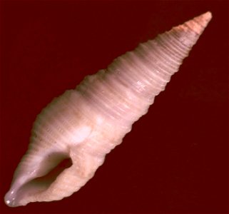 Tomopleura vertebrata (Smith E. A., 1875)