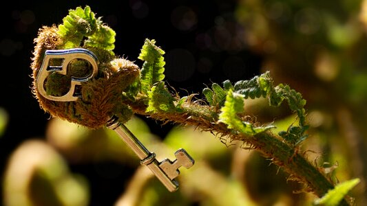 Decipher young fern forest photo