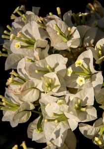 White garden sub-tropical