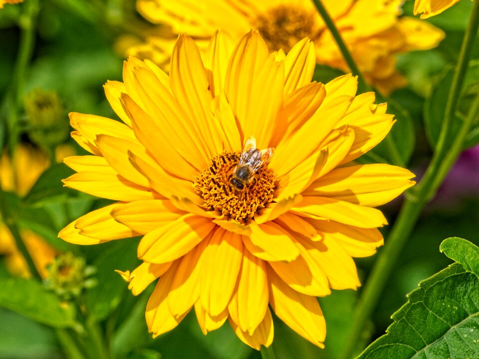 Insect flower nature
