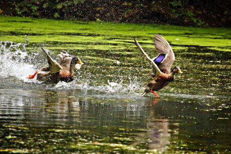 Pond swim bird
