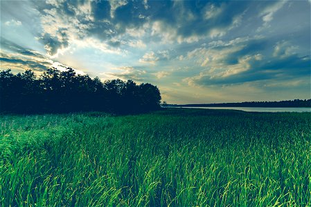 Lake Grass photo