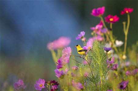 American Goldfinch Cosmos photo