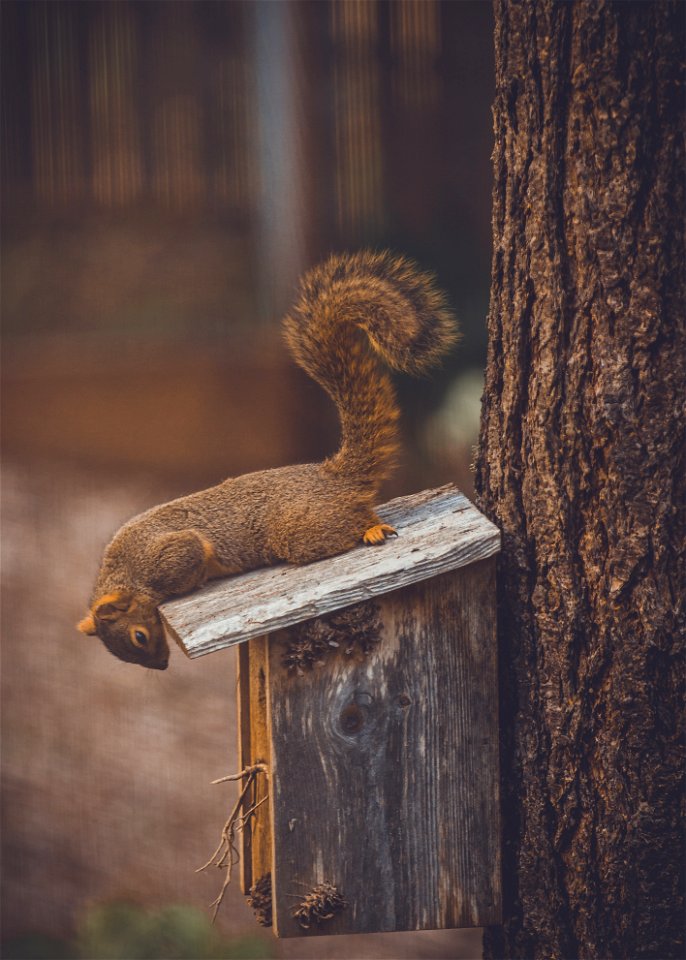 Squirrel Birdhouse