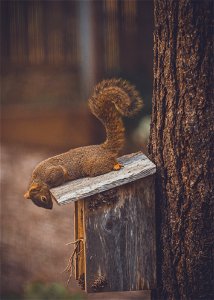 Squirrel Birdhouse photo