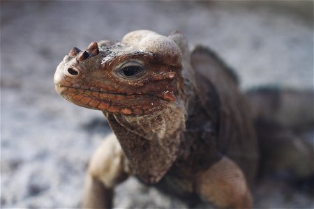 Rhinoceros Iguana photo