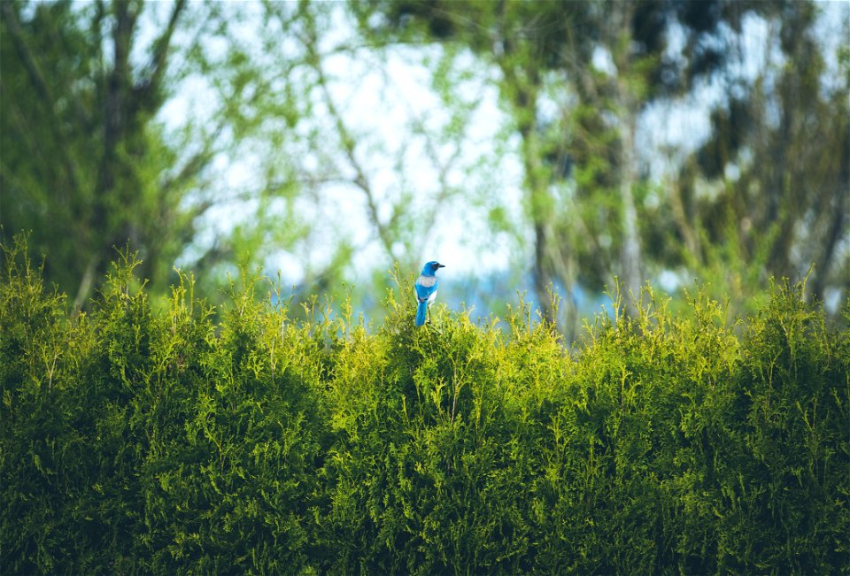 Western Scrub Jay