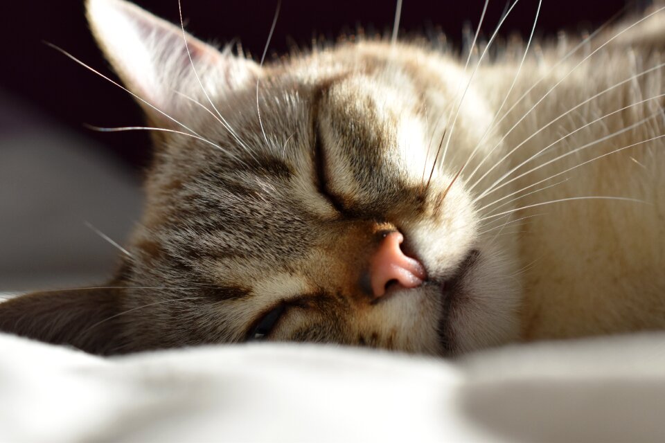 Fur portrait sleep