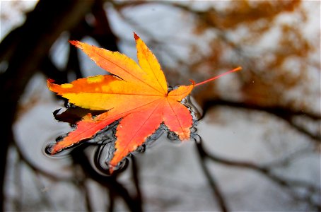 Maple Fallen Leaf photo