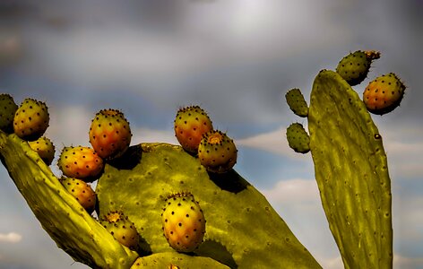 Prickly pear cactus fruit food