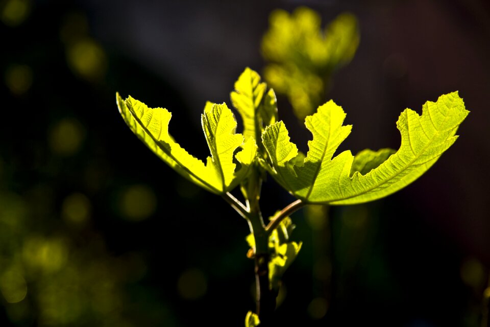 Reverse light tree green