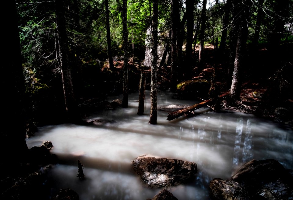 Forest Creek