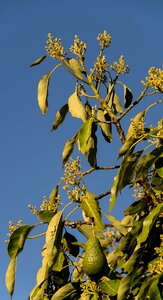 Avocados fruit tree