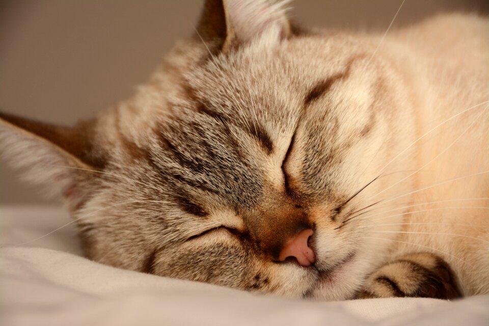 Fur portrait sleep