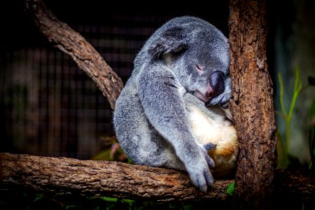 Koala Sleeping photo