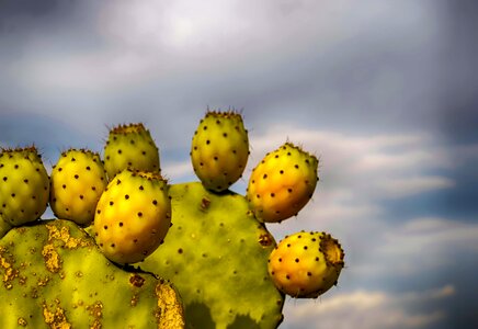 Prickly pear cactus fruit food