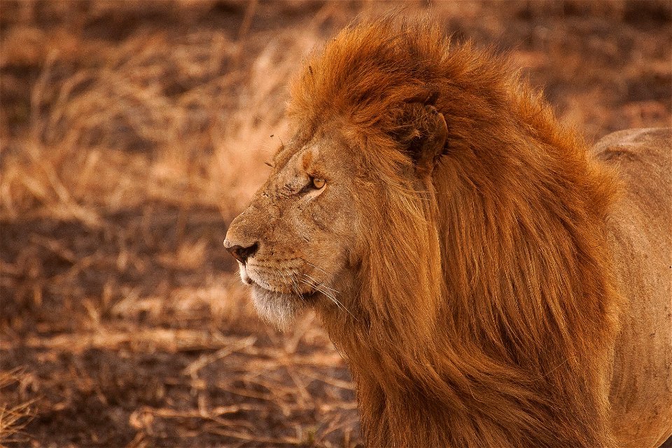 Lion Animal photo