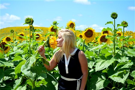Sunflower Woman Smell photo