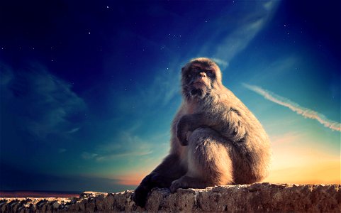 Barbary Macaque photo