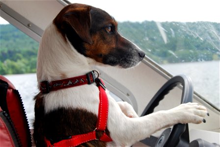 Jack Russell Terrier Ship photo