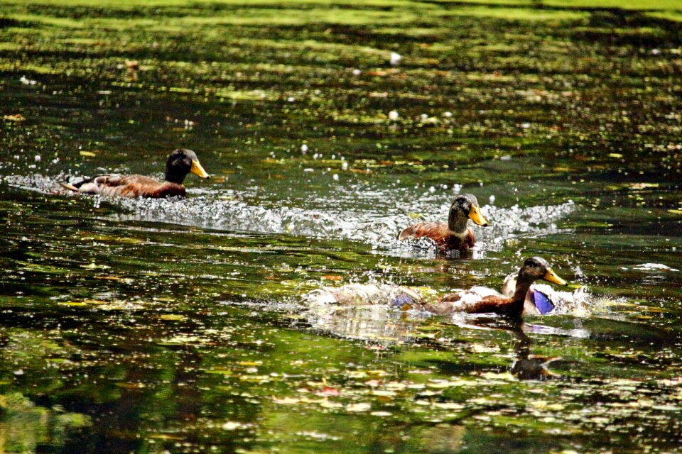 Bird nature swim