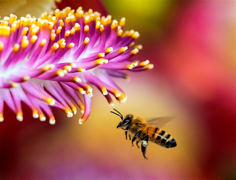 Honey Bee Flower