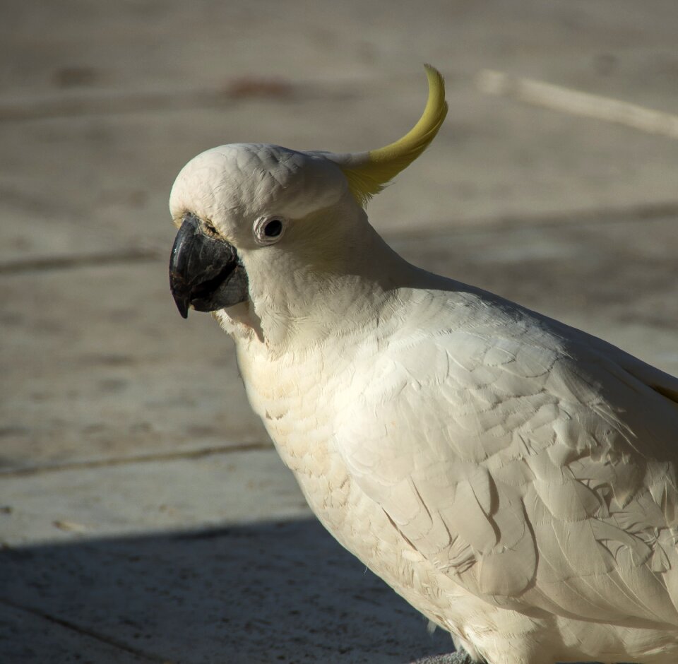 Bird feather white