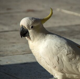 Bird feather white photo