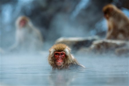 Japanese Macaque Bathing photo