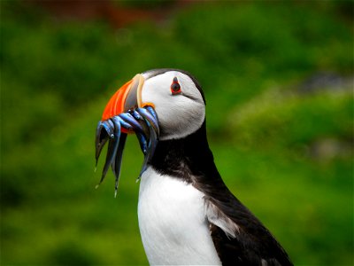 Horned Puffin photo