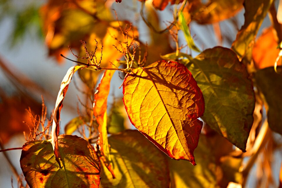 Tree colorful seasonal