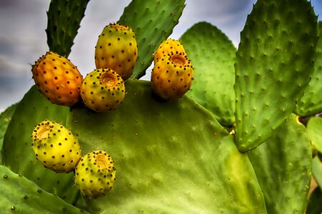 Prickly pear cactus fruit food